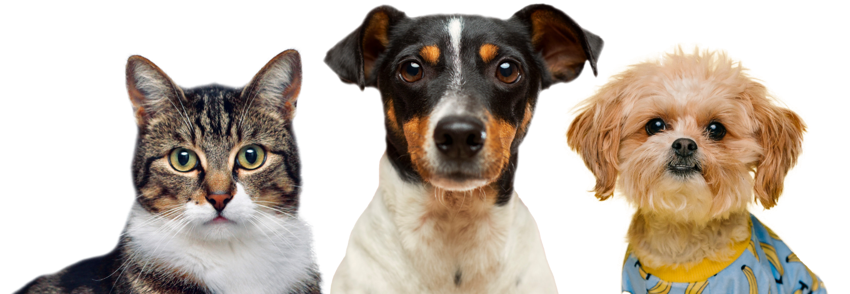 About Us 3 about us hero pets optimized