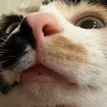 Custom 3D Leather Pet Portrait Keychain Bag charm 3 Custom 3D Leather Pet Portrait Keychain Bag charm photo review